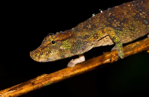 Chameleon
