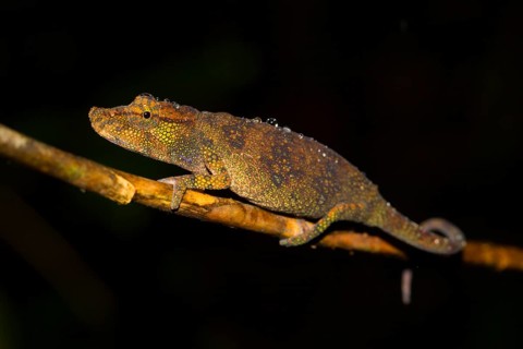 Chameleon