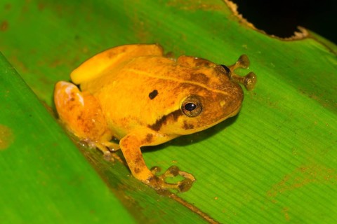 Narrow mouthed frog