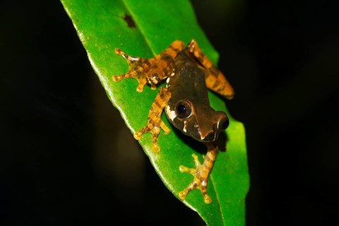 Boophis popi