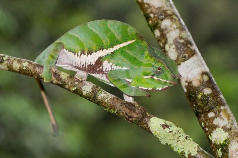 Two-banded chameleon or rainforest chameleon