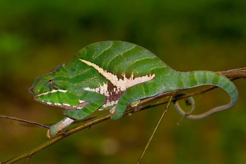 Chameleon