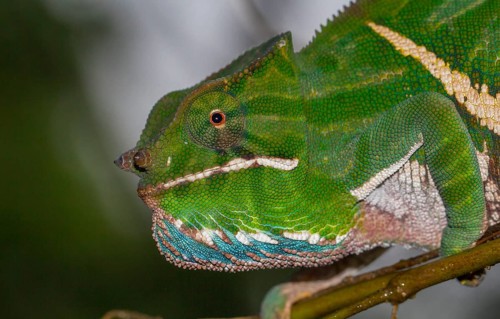 Two-banded chameleon or rainforest chameleon