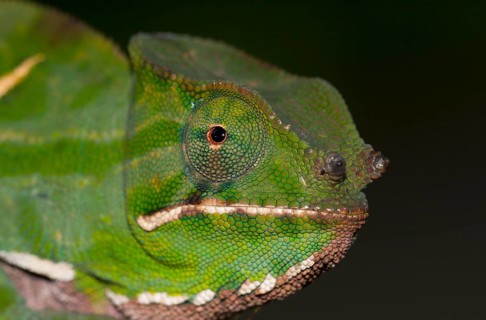 Chameleon