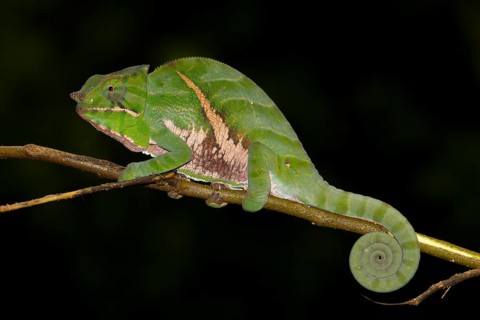 Chameleon