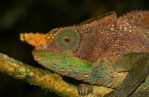 O'Shaughnessy's chameleon