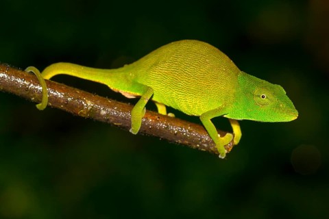 Chameleon