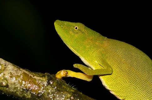 Chameleon