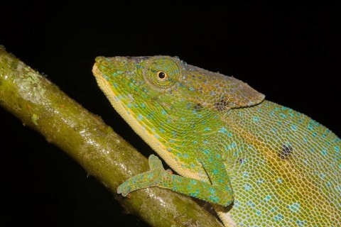 Chameleon