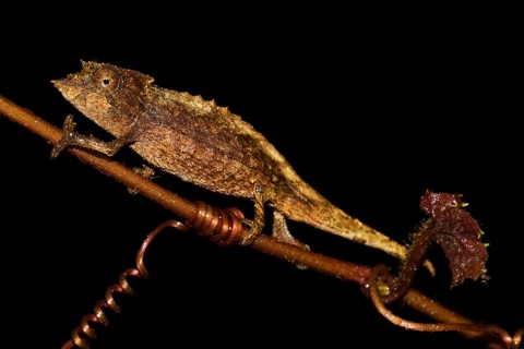 Elongate leaf chameleon