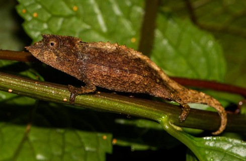 Elongate leaf chameleon