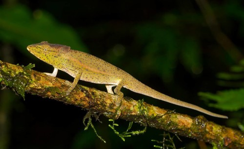 Chameleon