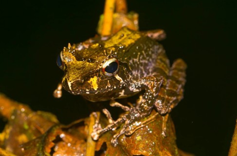 Decary's Madagascar Frog