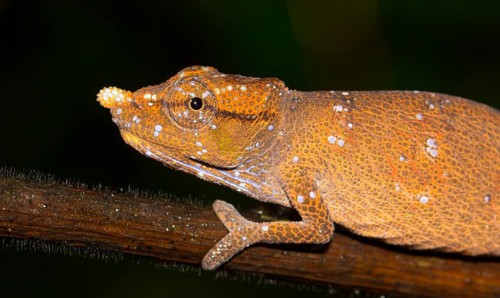 Nose-horned Chameleon