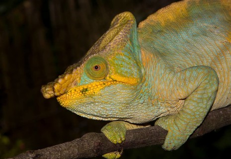 Parson's chameleon