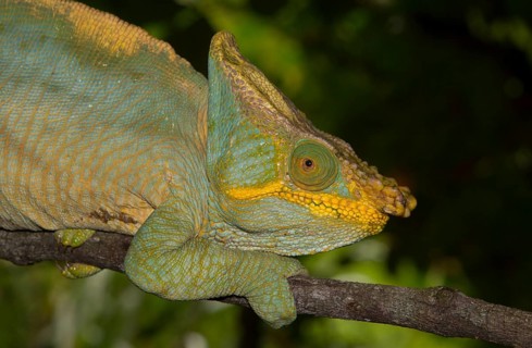 Parson's chameleon