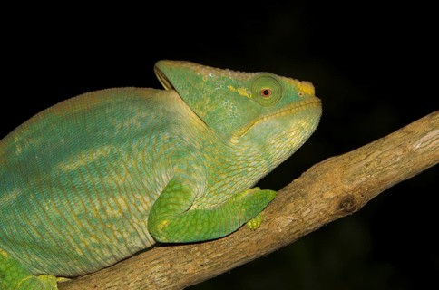 Parson's chameleon