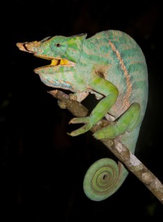 Chameleon