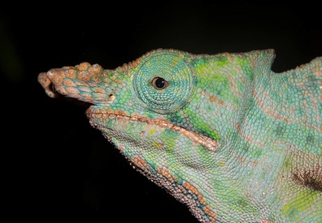 Chameleon