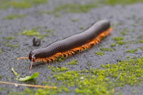 Millipede