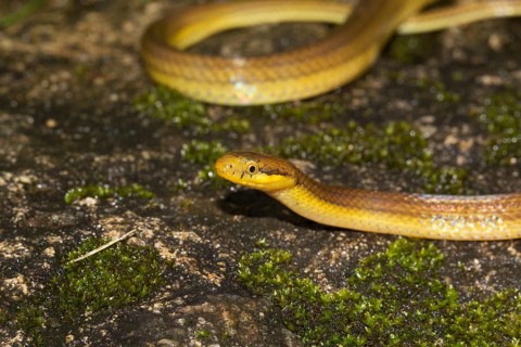 Snake