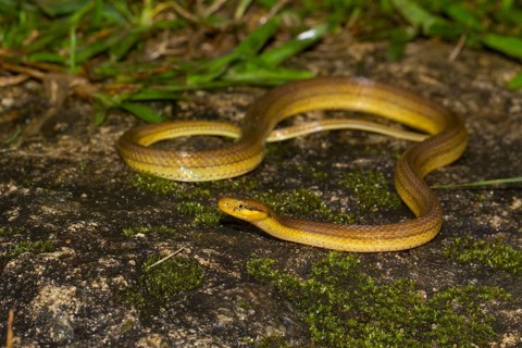 Snake