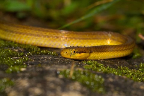 Snake