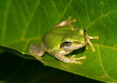 Madagascar frog