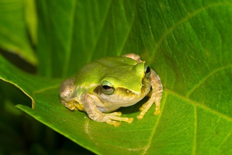 Dumeril's Bright-eyed Frog