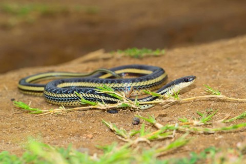 Snake