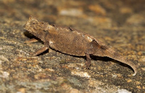 Brookesia brunoi