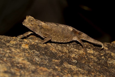 Leaf chameleon