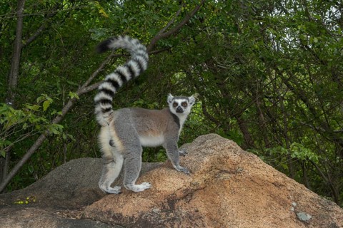 Ring-tailed Lemur
