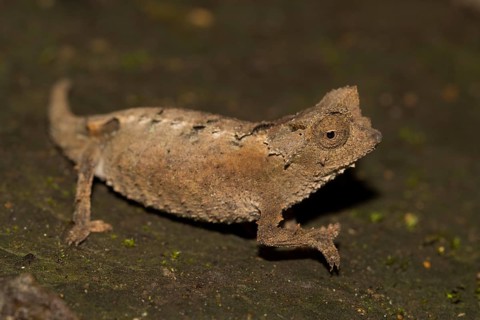 Leaf chameleon