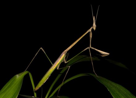Mantis