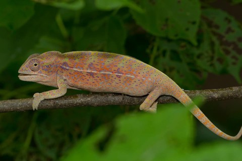 Chameleon