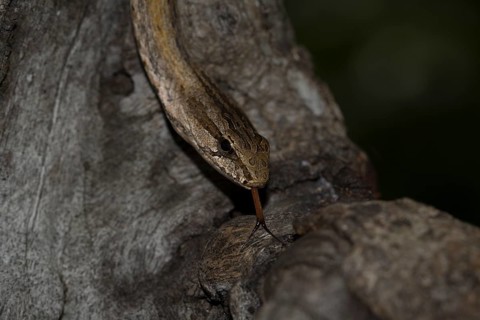 Common Big-eyed Snake