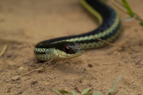 Lateral water snake
