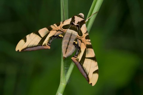 Moth