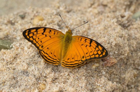 Leopard butterfly