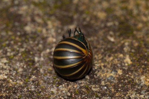 Giant pill millipede