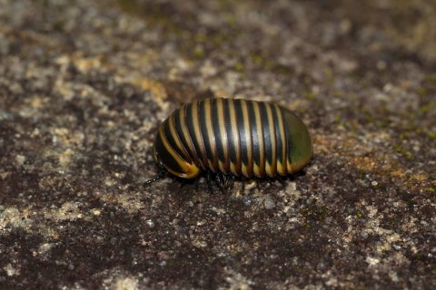 Giant pill millipede