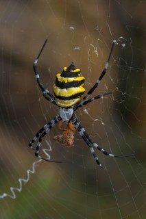 Wasp spider