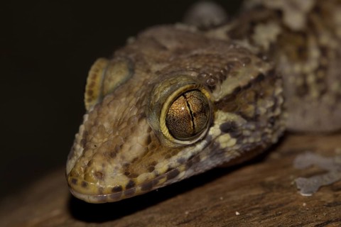 Mocquard's Madagascar ground gecko
