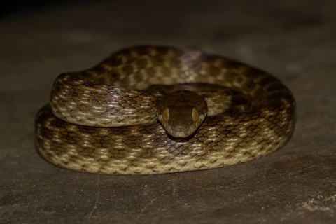Madagascar night snake