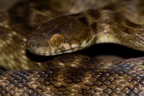 Madagascar night snake