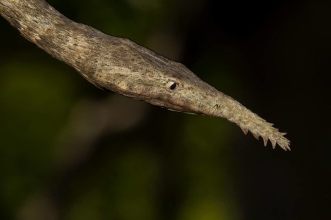 Malagasy leaf-nosed snake