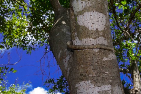 Malagasy leaf-nosed snake