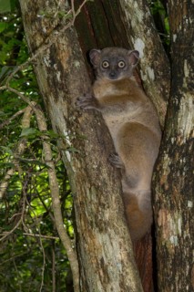 Hubbard's sportive lemur