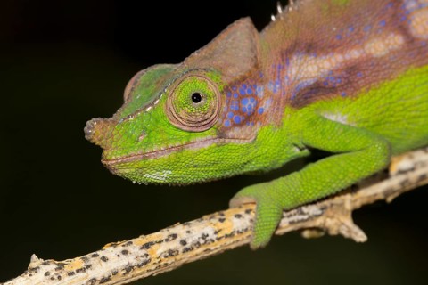 Antimena chameleon